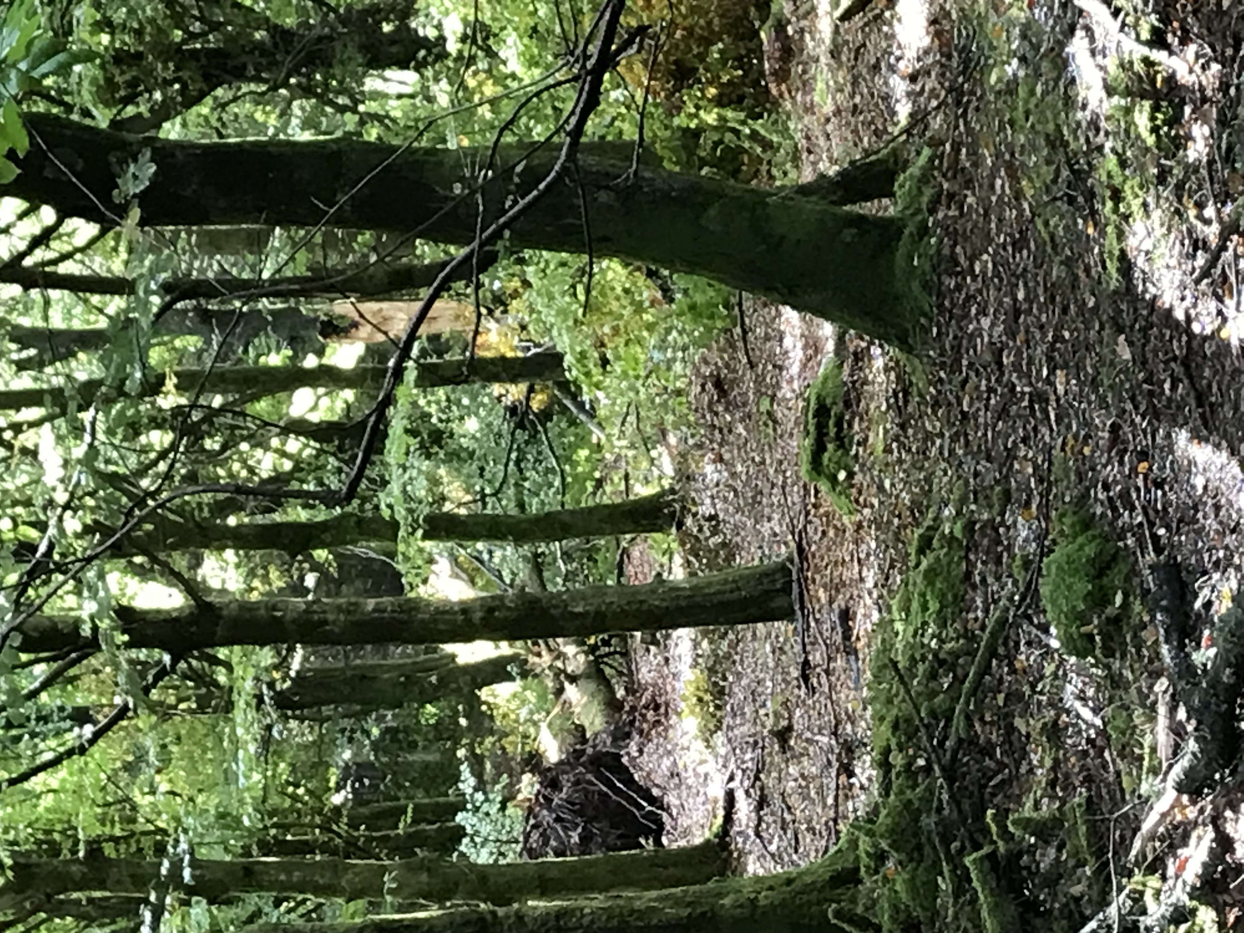 Sti gennem grøn skov